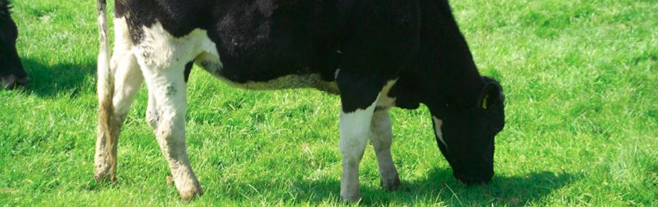 Animal Biotechnology